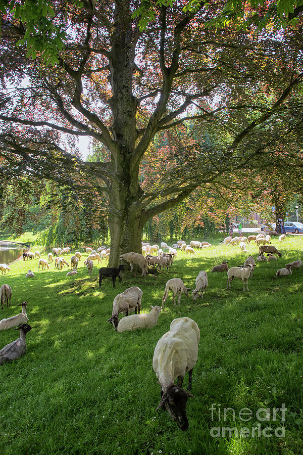Sheepherd in a park in Groningen, city Photograph by Patricia Hofmeester
