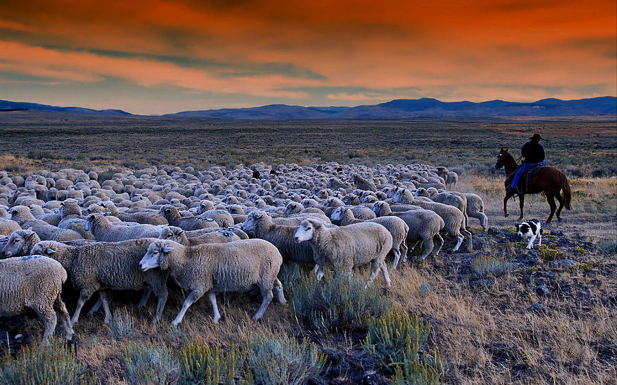Sheep Photograph - Sheepherder Life by Movie Poster Prints