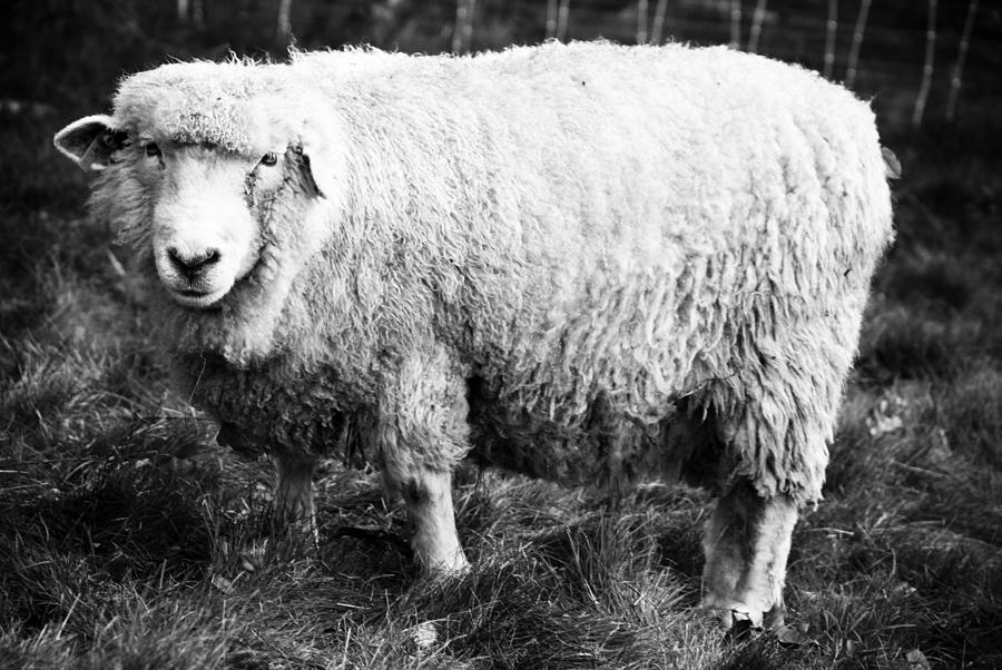 Black And White Photograph - Sheepish by Andrew Kubica