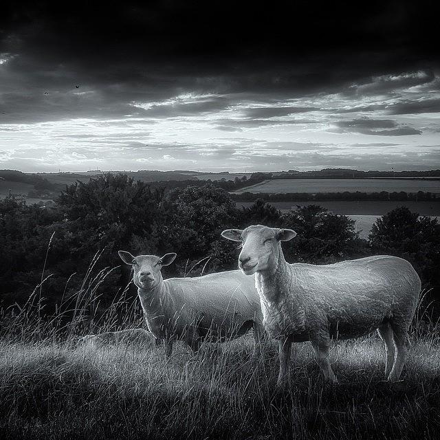Sheep Photograph - Sheepish #blackandwhite #sheep #shadows by Tobias King