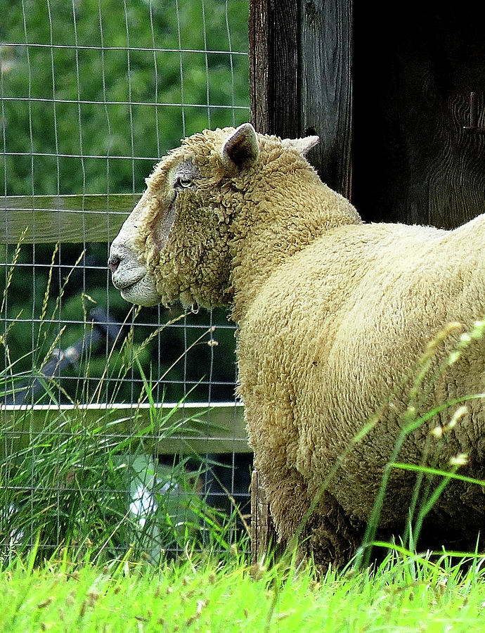 Sheepish Gaze Photograph by Linda Stern Sheepish Gaze Photograph by Linda Stern
