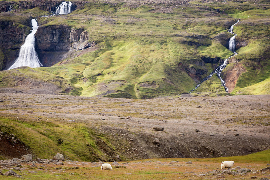 Sheeps and landscape, Iceland Photograph by Francesco Riccardo Iacomino