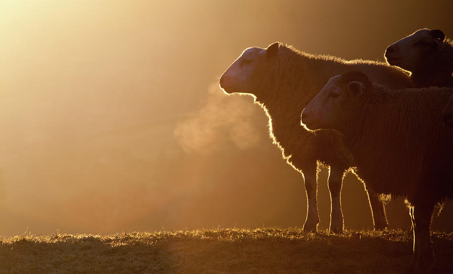 Sheeps Breath Photograph by Peter Chadwick LRPS Sheeps Breath Photograph by Peter Chadwick LRPS