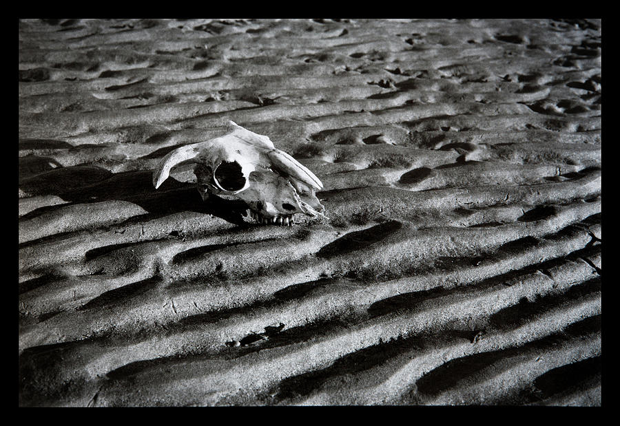 Sheeps skull on the beach Photograph by Dirk Ercken