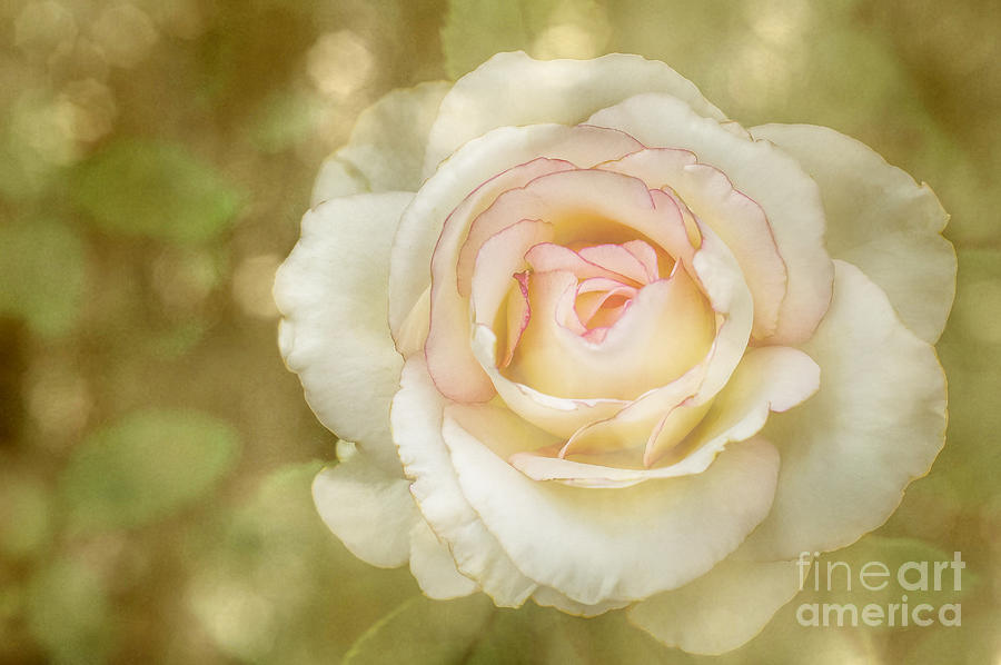 Rose Photograph - Sheer Grace by ArtissiMo Photography