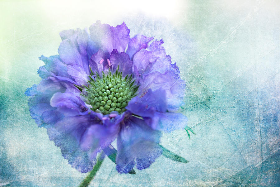 Spring Digital Art - Sheer Lilac by Terry Davis