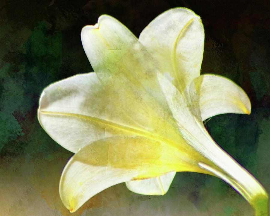Sheer White Lily on Teal Photograph by Sheri McLeroy