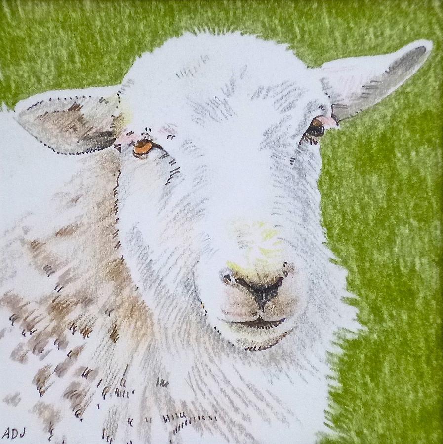 Sheep Drawing - Sheep by Alwyn Dempster Jones
