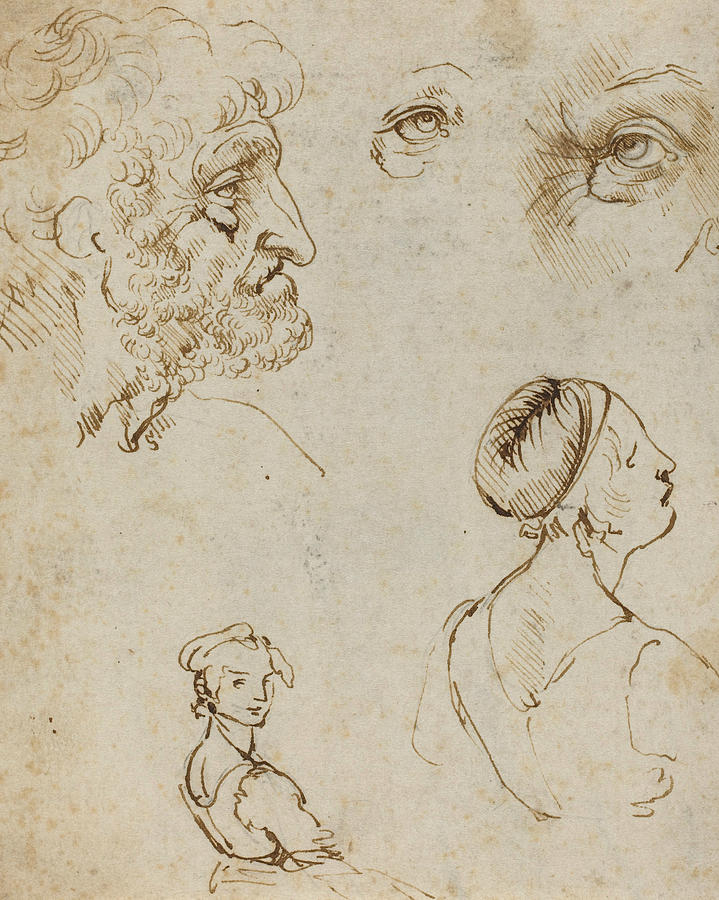 Sheet of Studies  Drawing by Leonardo da Vinci