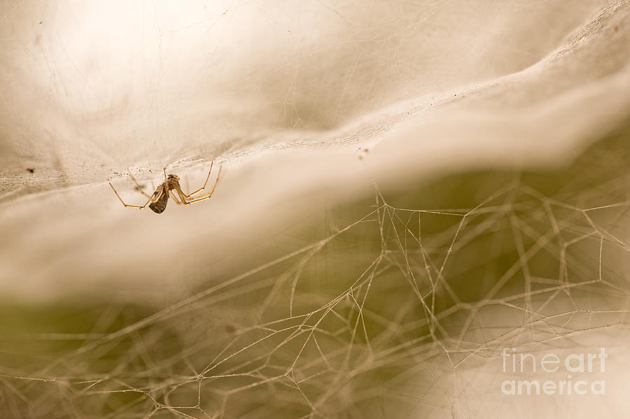 sheet weaver or sheetweb spider Linyphiidae Photograph by Alon Meir