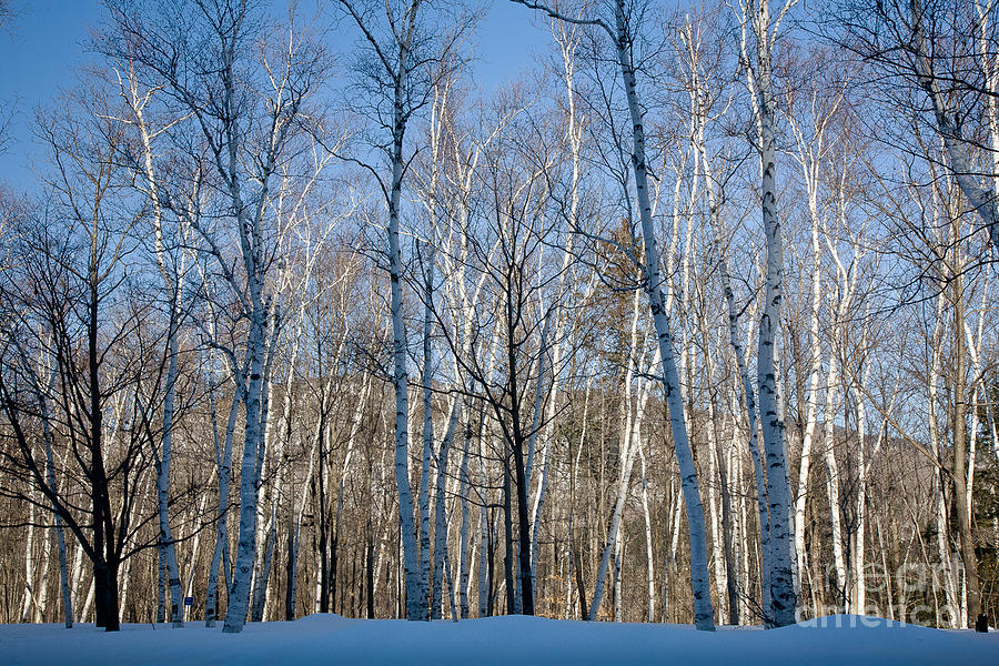 Shelburne Birches in Snow Photograph by Susan Cole Kelly