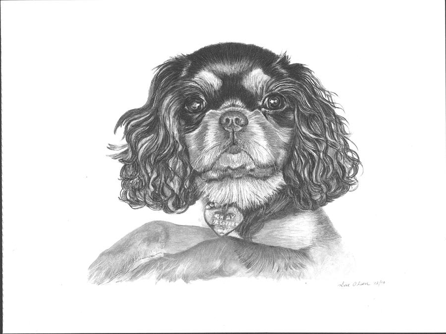 Dog Drawing - Shelby by Sue Olson