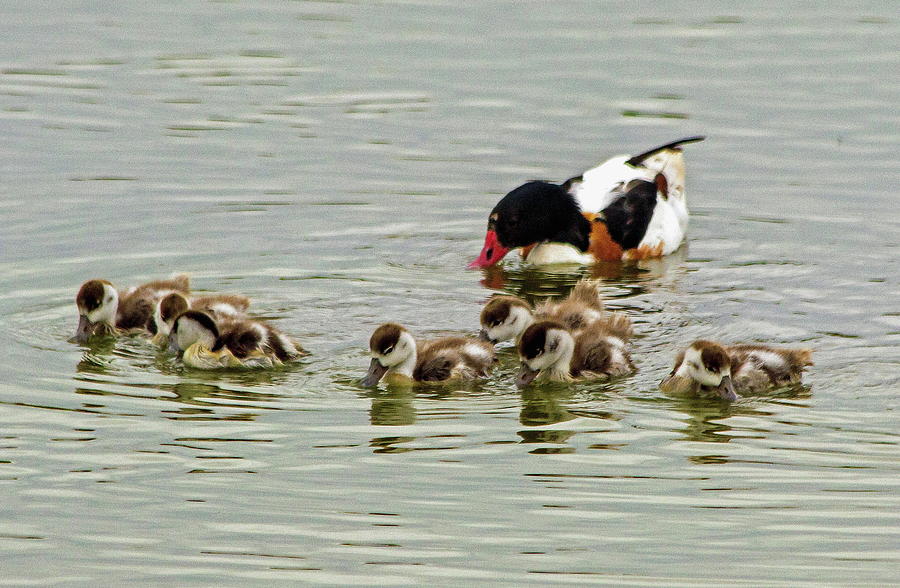Shelduck and Young Photograph by Jeff Townsend