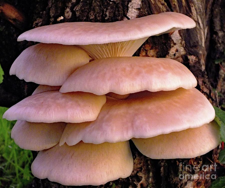 shelf-fungi-1-photograph-by-cindy-treger-pixels