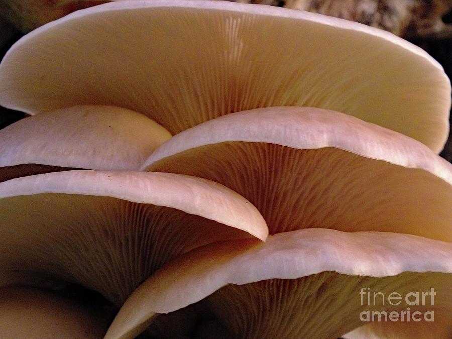 shelf-fungi-3-photograph-by-cindy-treger-pixels