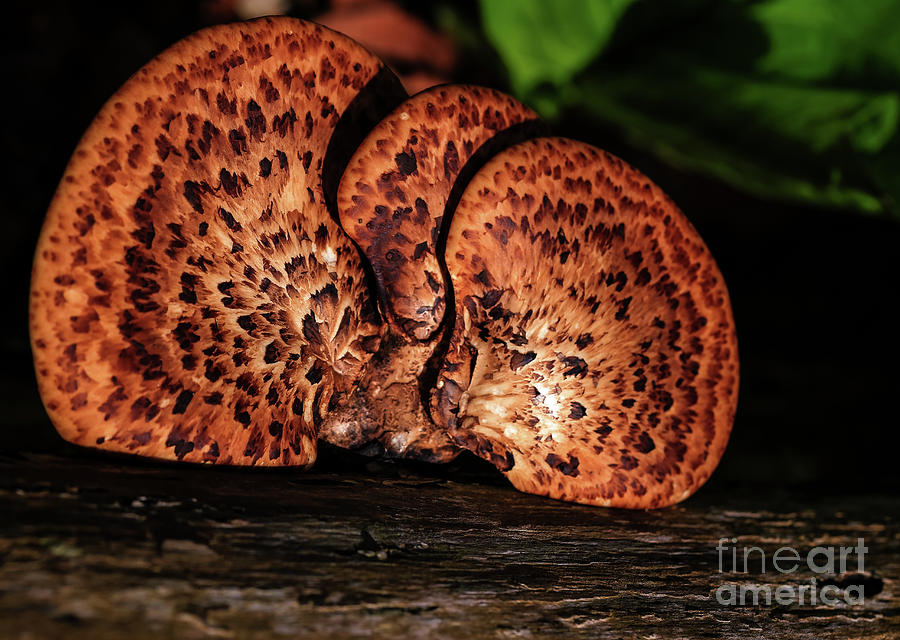 Shelf Fungi Photograph by Rachel Cohen