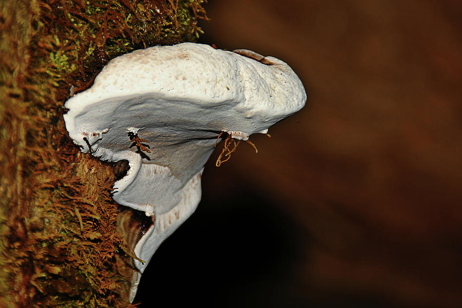 Olympic National Park Photograph - Shelf Fungus on bark - Quinault temperate rain forest - Olympic Peninsula WA by Alexandra Till