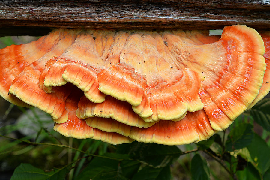 Shelf Mushroom Photograph by Alan Lenk