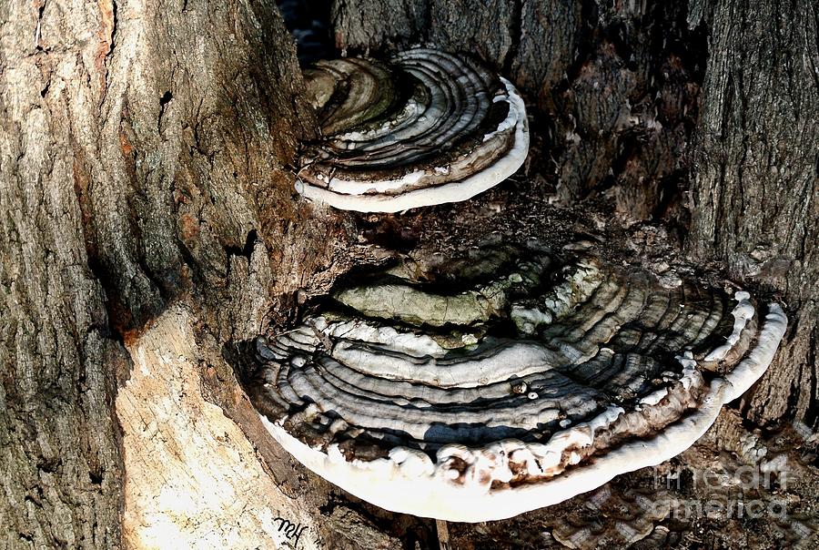 Shelf Tree Mushrooms Digital Art by Marsha Heiken