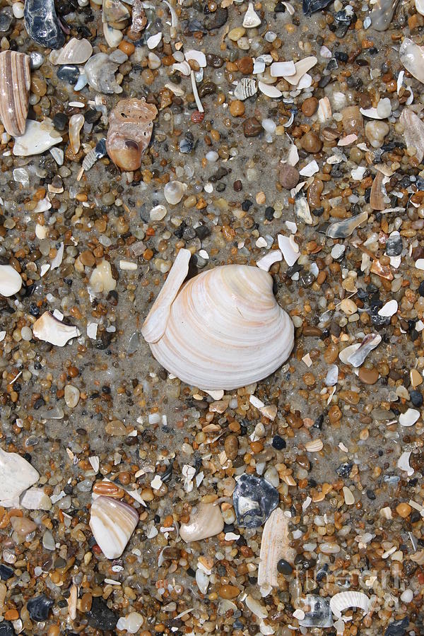 Shell 1 Photograph by Marcie Daniels - Fine Art America