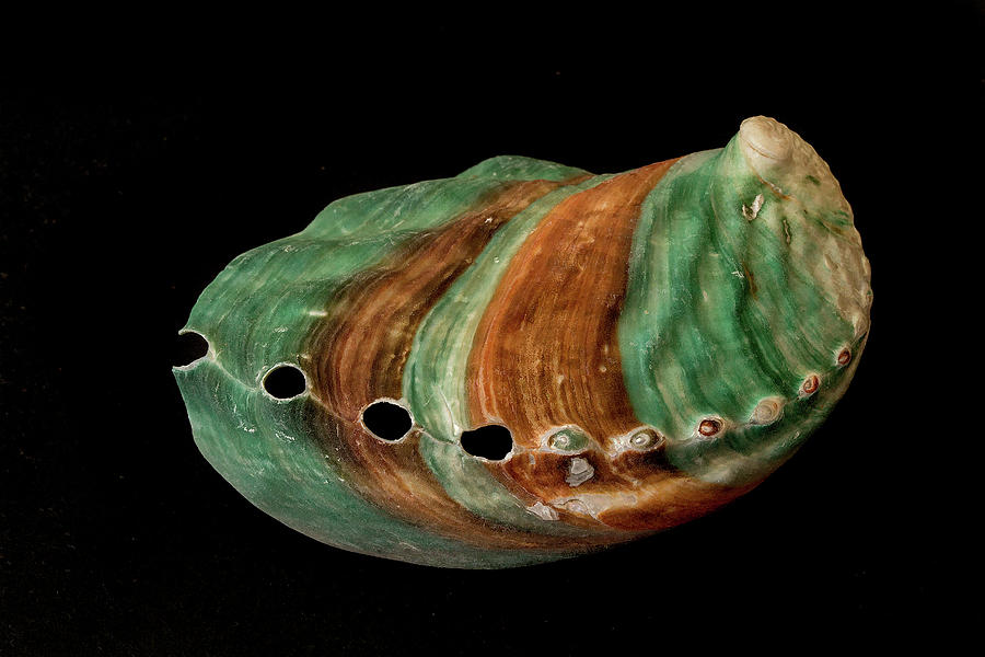 Green and Brown Shell Photograph by Richard Goldman