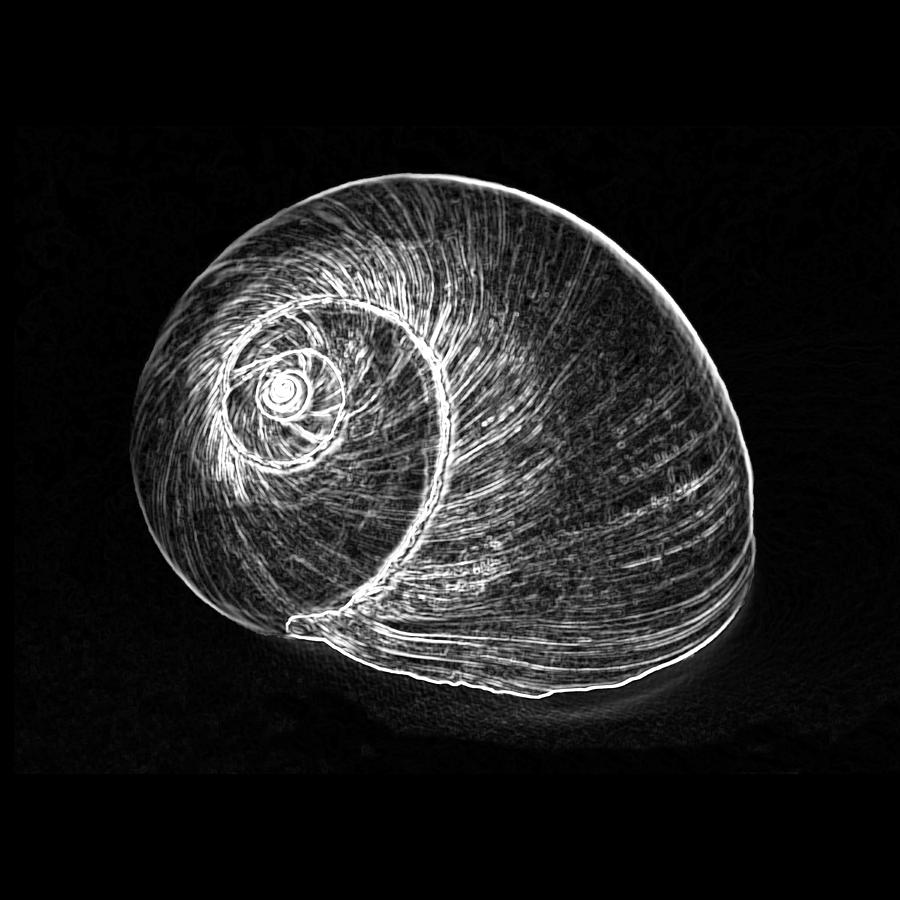 Black And White Photograph - Shell 3 - white on black by Carole Lloyd