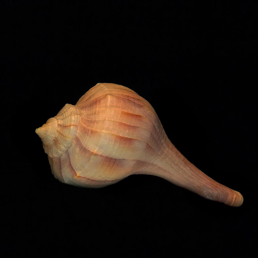 Nature Photograph - Shell 8-2 by Skip Willits