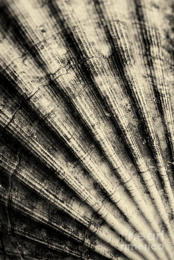 Shell Abstract Photograph by David Lichtneker