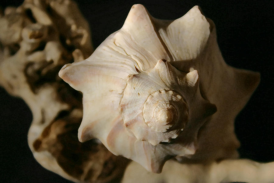Shell And Driftwood Photograph by Mary Haber