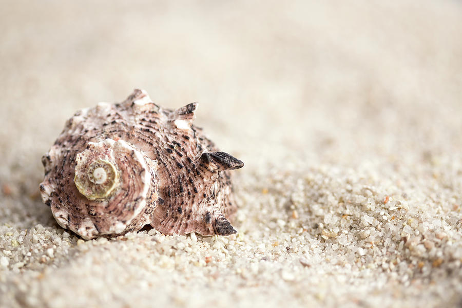 Shell Photograph - Shell And Sand by MindGourmet