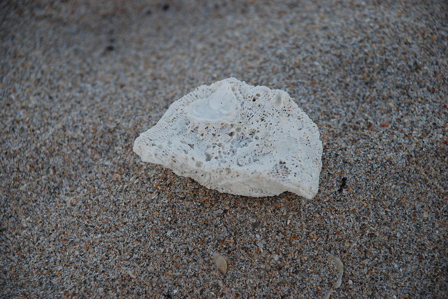 Shell And Sand Photograph by Rob Hans