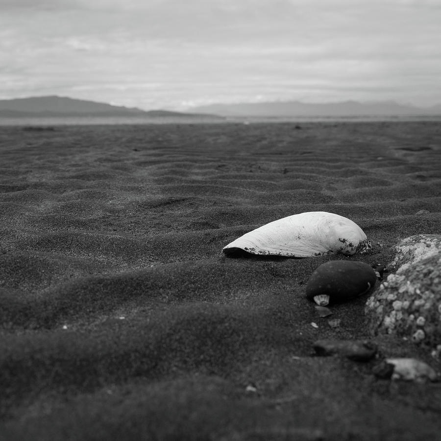 Seashell Photograph - Shell and Sand by Trance Blackman Seashell Photograph - Shell and Sand by Trance Blackman