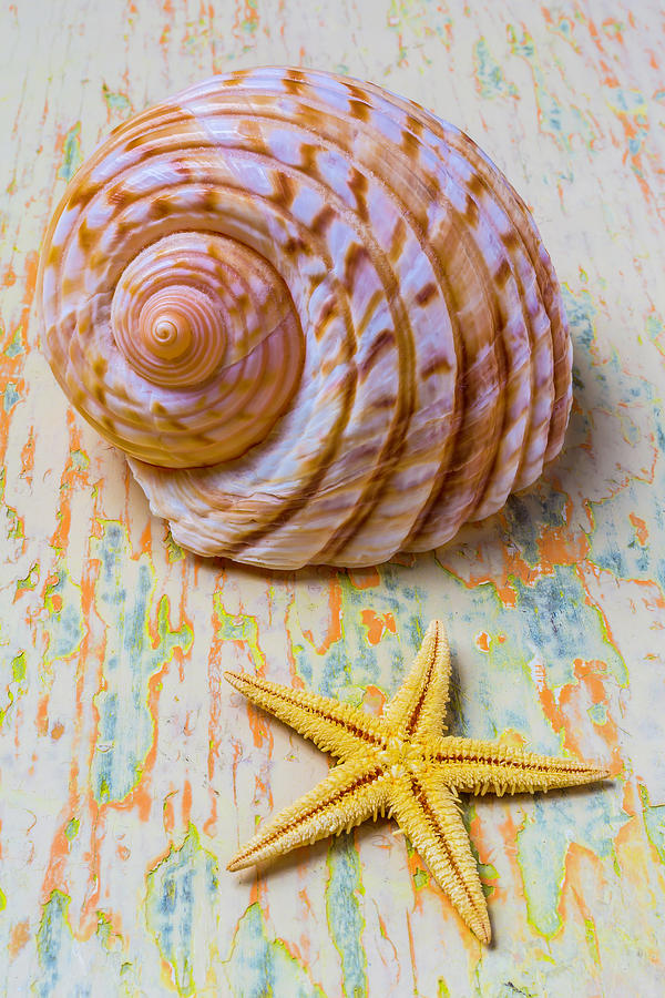 Shell And Starfish Photograph by Garry Gay