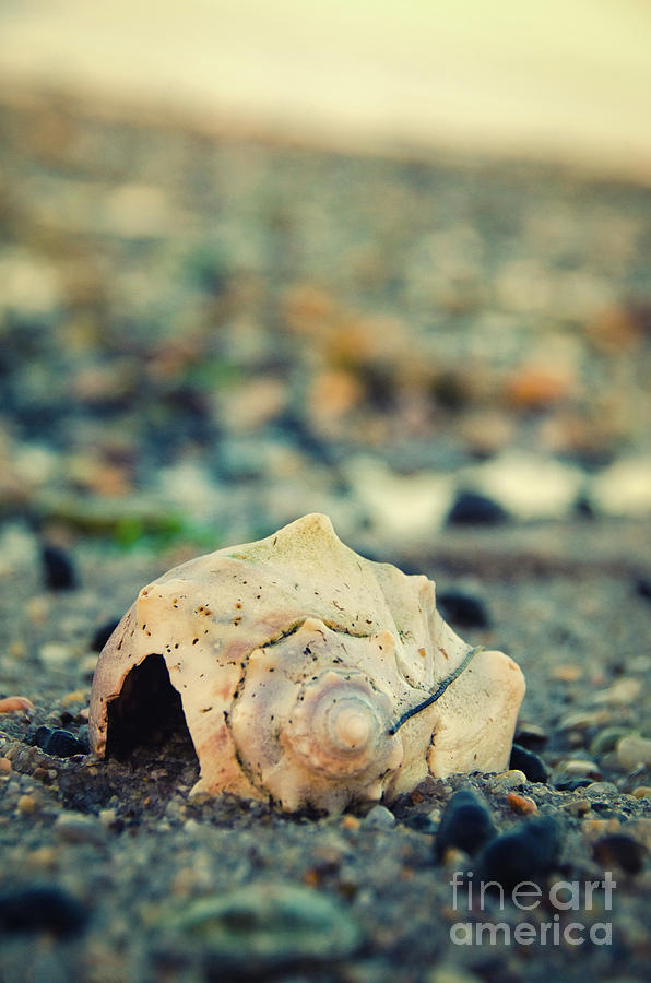 Shell at Bowers Beach Abstract Nature / Coastal Photograph Photograph by PIPA Fine Art - Simply Solid