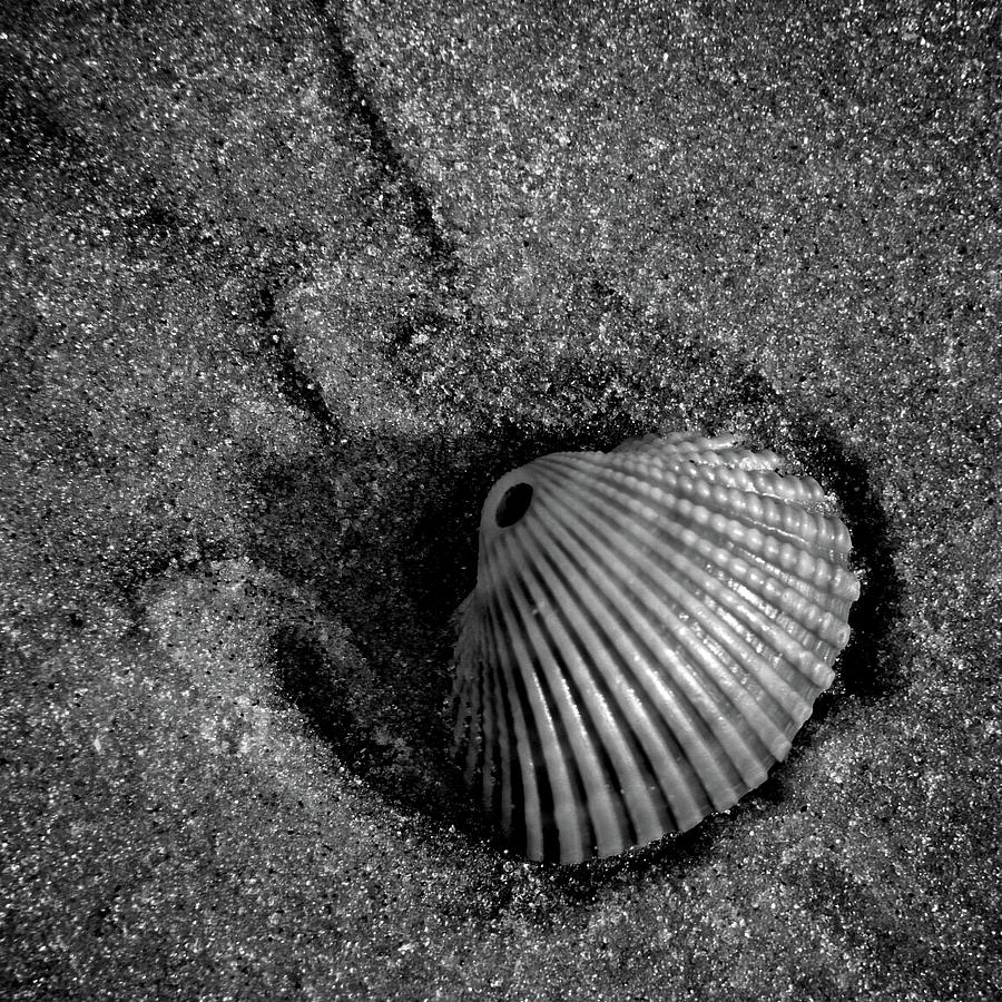 Black And White Photograph - Shell by Brandon Addis