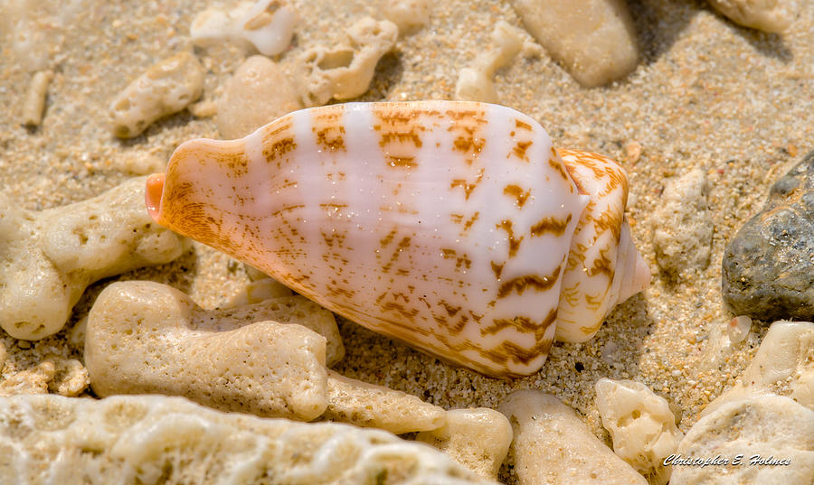 Shell Photograph by Christopher Holmes