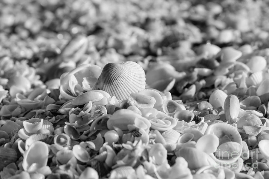 Shell Collection, Black and White Photograph by Liesl Walsh