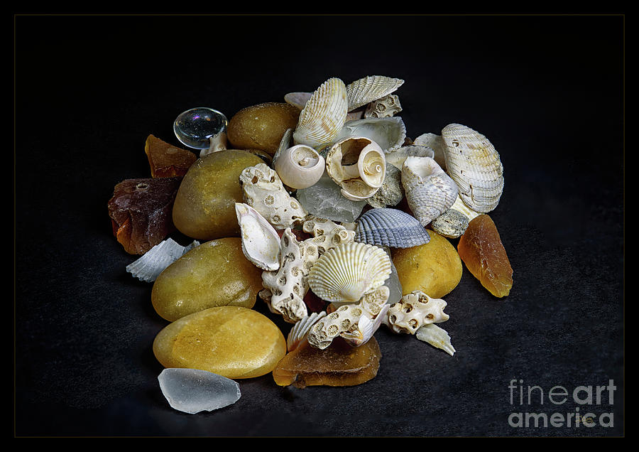 Shell Collection Photograph by Joann Long