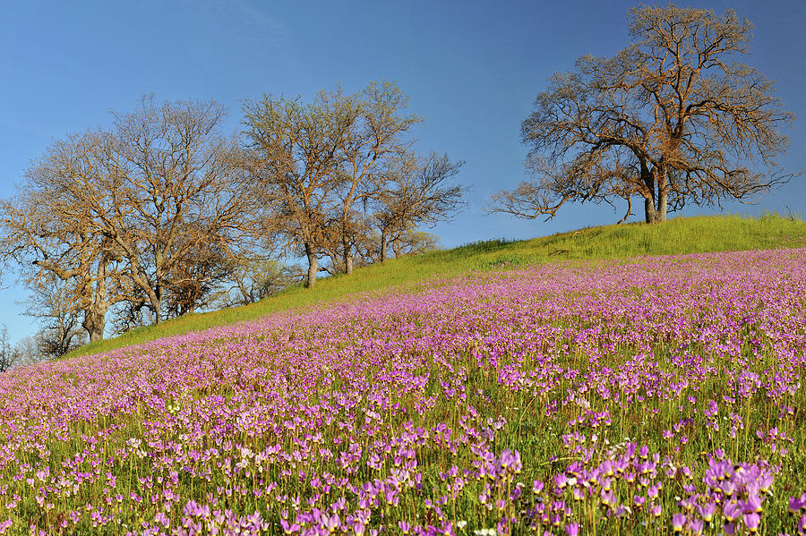Spring Photograph - Shell Creek Shooting Stars Wildflowers by Dean Hueber