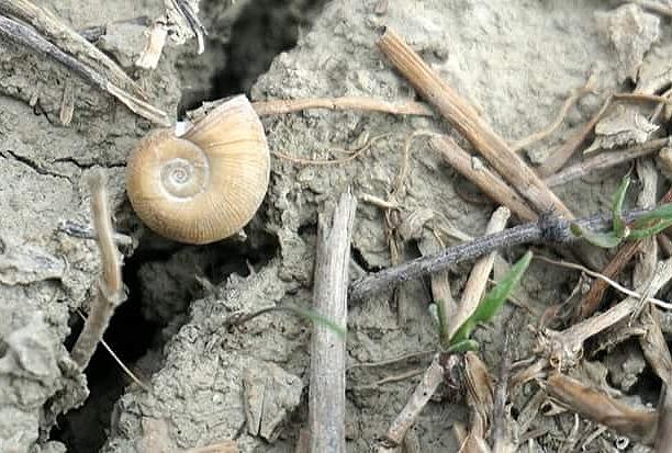 Shell Photograph by Danielle Seevers