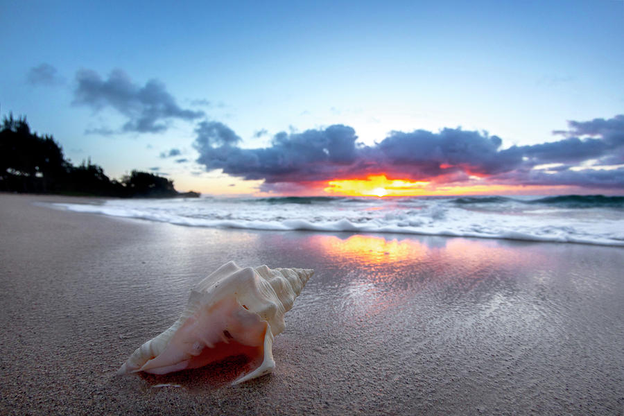 Beach Photograph - Shell Dawn. by Sean Davey