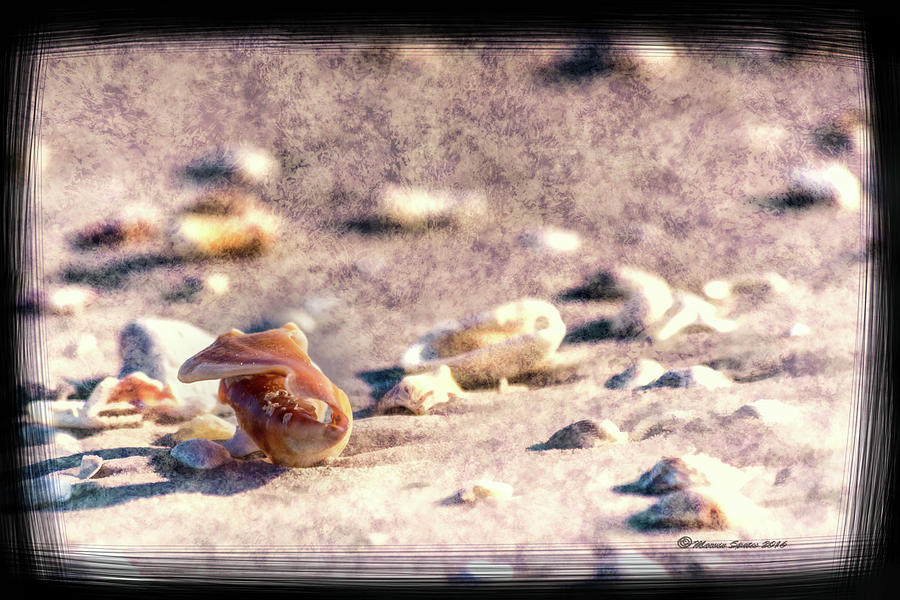 Shell Delight Photograph by Marvin Spates