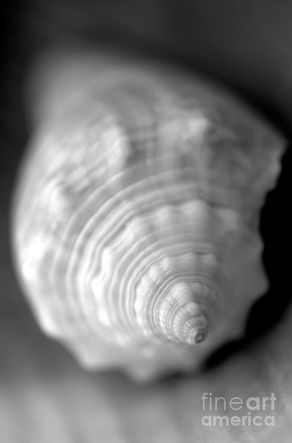 Black And White Photograph - Shell Dream by Chris Scroggins