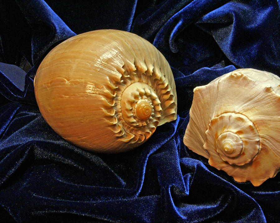 Shell Duo Photograph by Lynda Lehmann