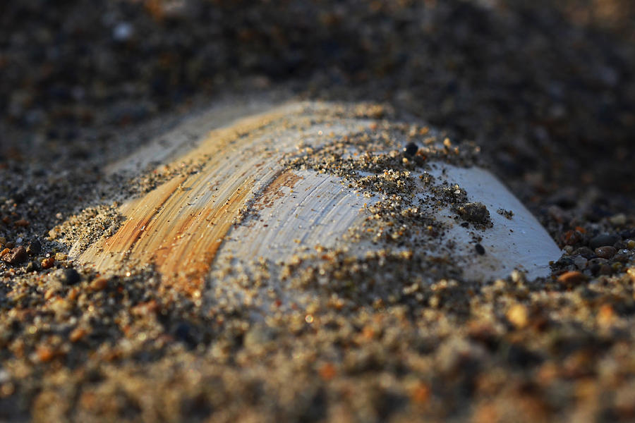 Shell embedded in the sand Photograph by Toby McGuire