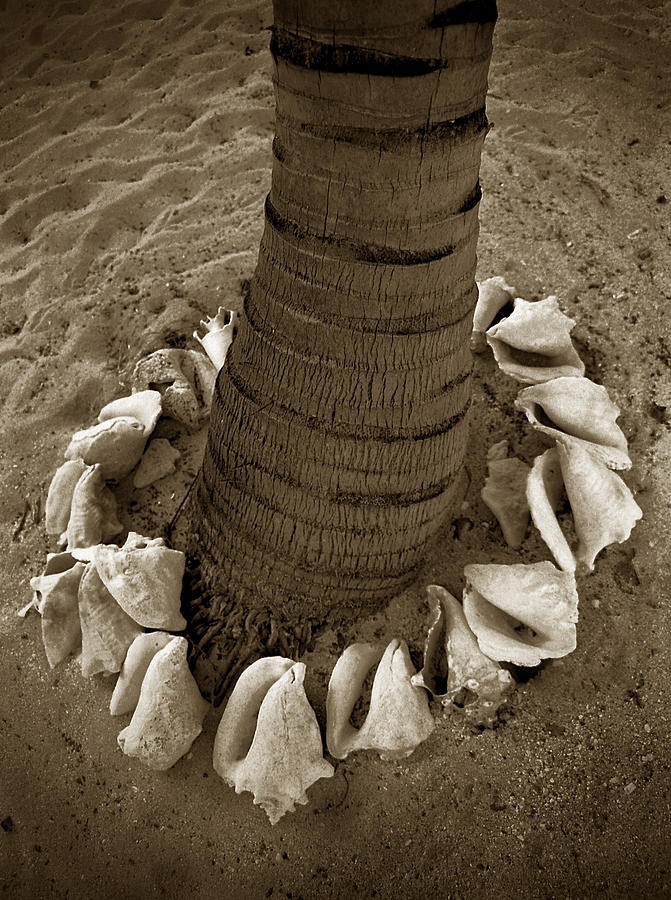 Shell Foot. Photograph by Terence Davis