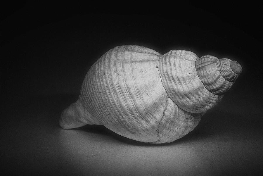 B W Photograph - Shell by Fraser Davidson B W Photograph - Shell by Fraser Davidson