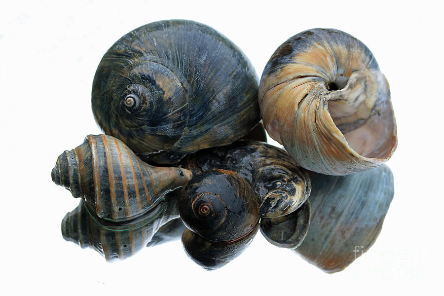 Shell Grouping Photograph by Mary Haber