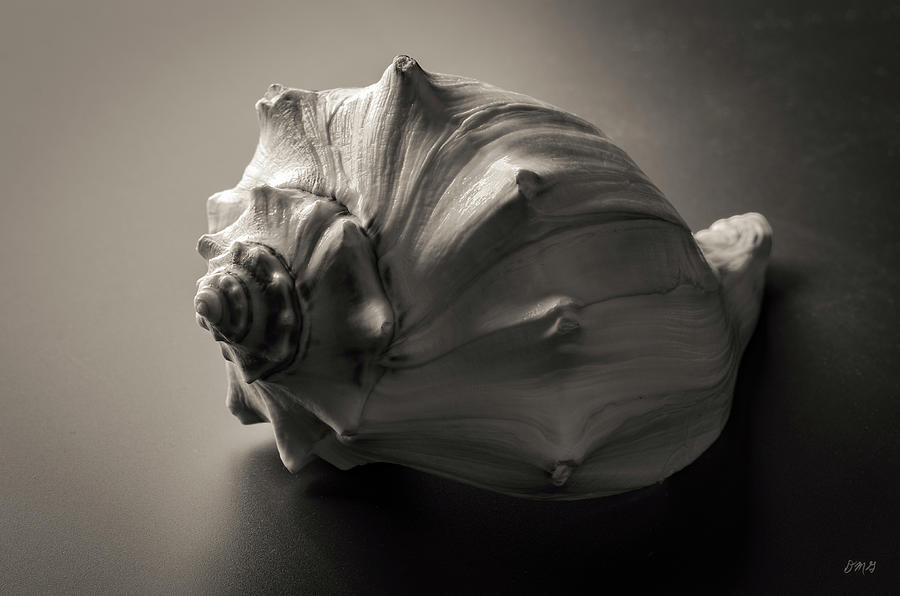 Black And White Photograph - Shell I Toned by David Gordon
