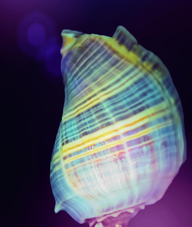 Shell in Neon Digital Art by Cathy Anderson